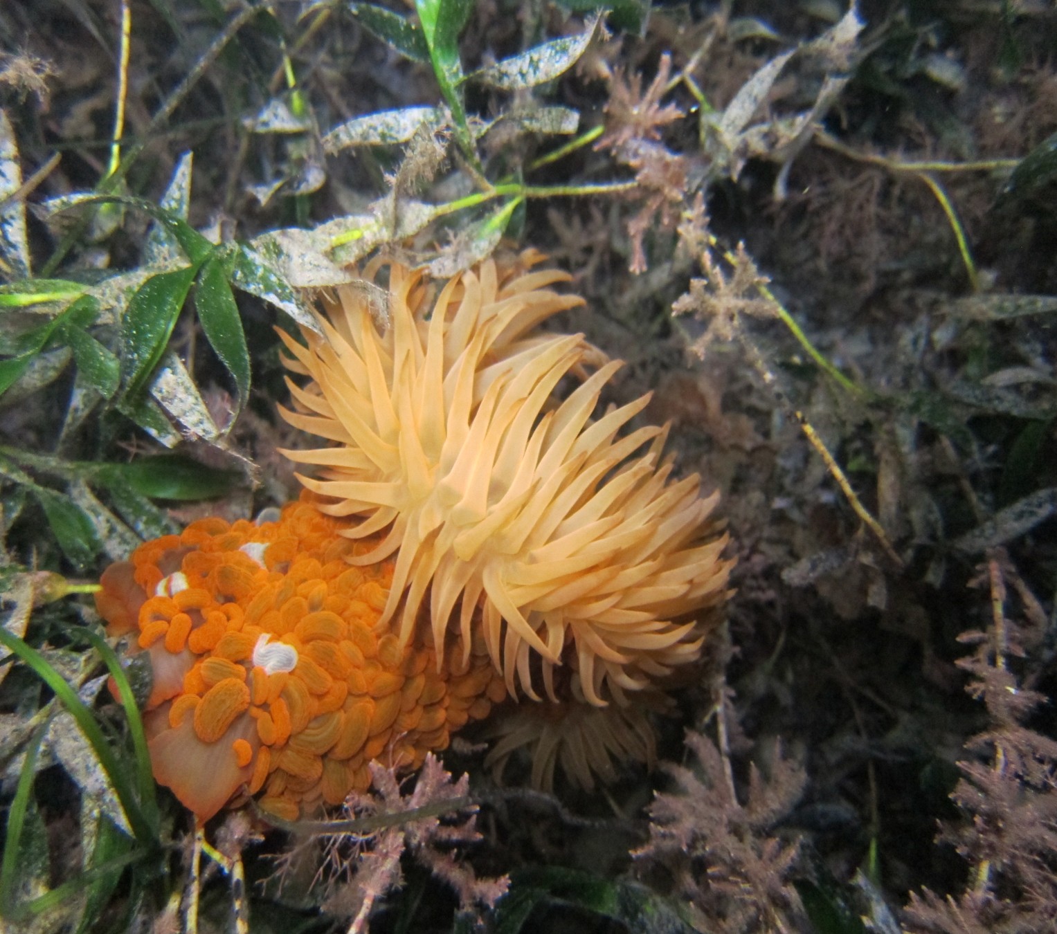 Phlyctenactis tuberculosa