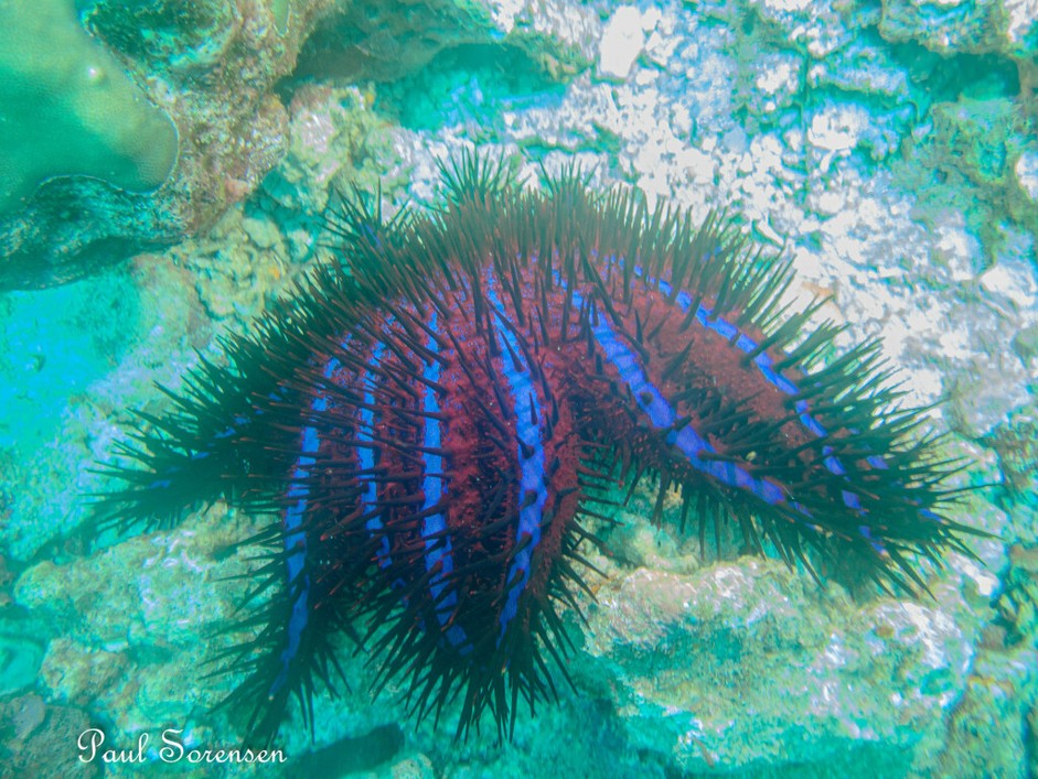Acanthaster planci_Longed Spined Crown of Thorns Sea Star