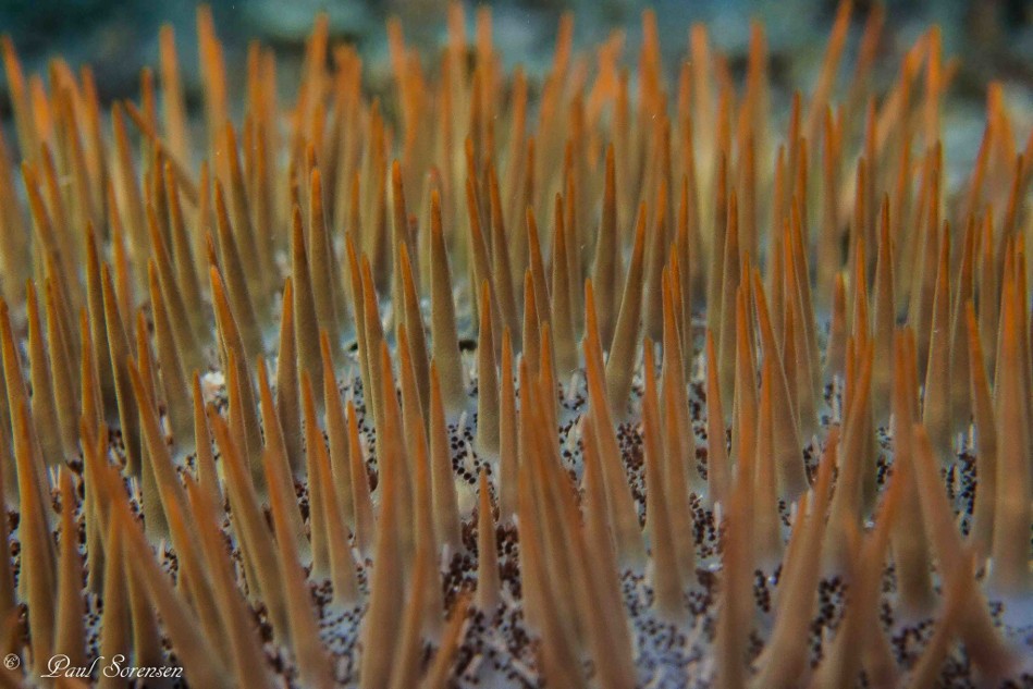 Acanthaster_sp.___Crown_of_Thorns_Sea_Star