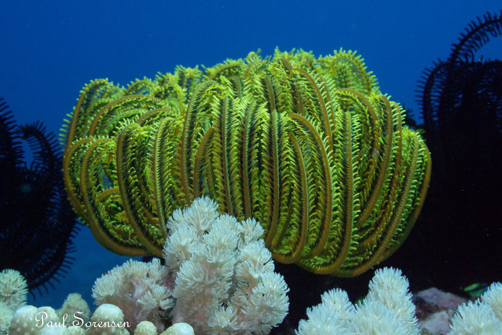 Anneissia_bennetti_Bennett_s_Bushy_Feather_Star
