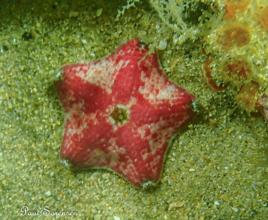 Asterinidae_sp.__Sea_Star