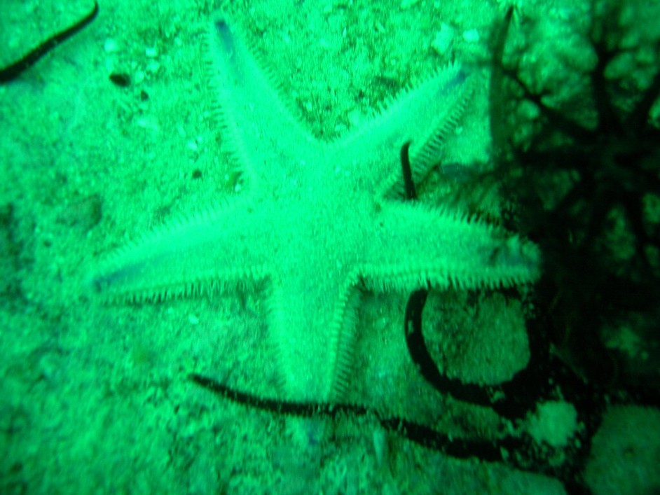 Astropecten irregularis _Sand Sea Star