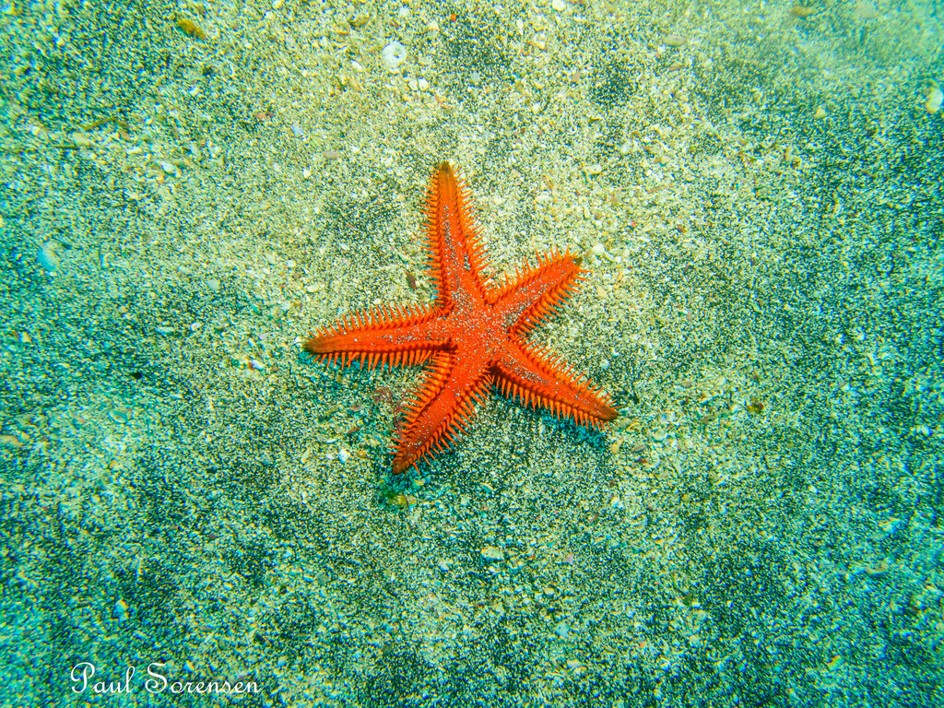 Astropecten sp._ Spiny Sand Star