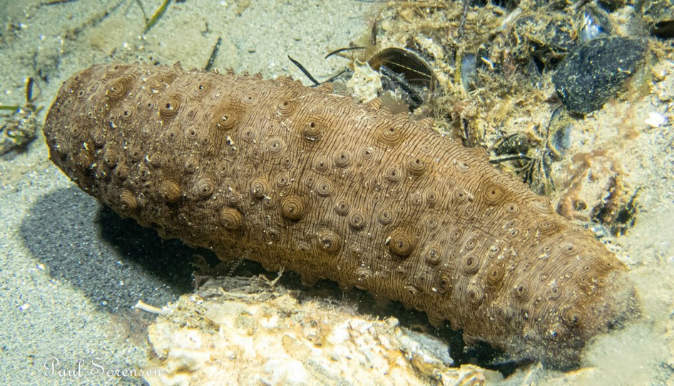 Australostichopus_mollis_Australiasian_Brown_Sea_Cucumber