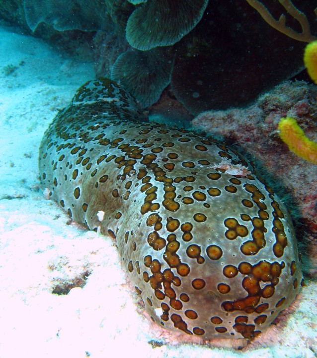 Bohadschia_argu_Leopard_Sea_Cucumber