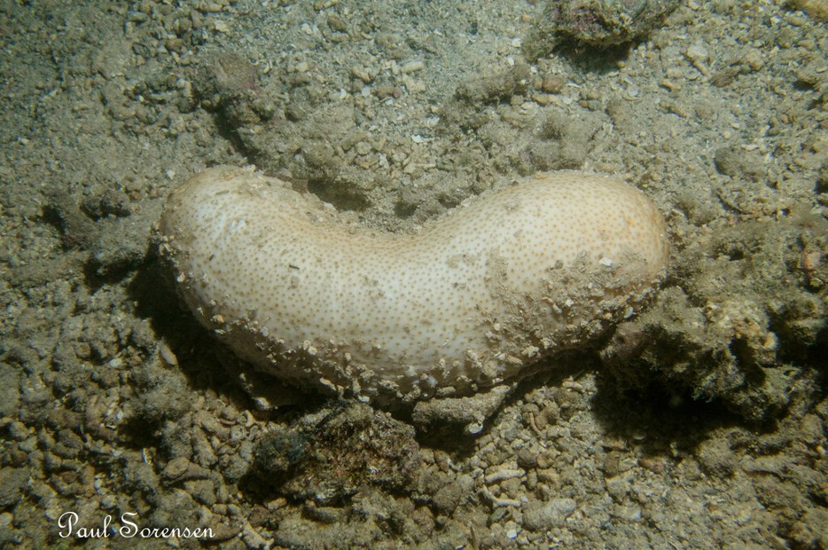 Bohadschia_vitiensis_Brown_Sandfish_Kimbe_Bay__Papua_New_Guinea