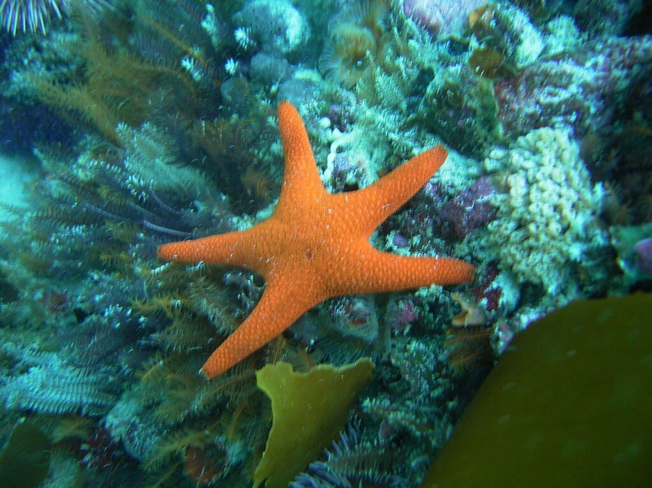 Callopatiria_granifera___Red_Sea_Star