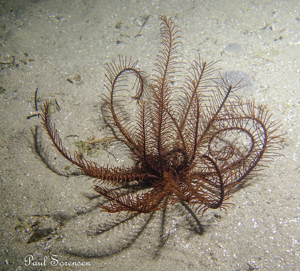 Cenolia_trichoptera_OrangeFeatherStar