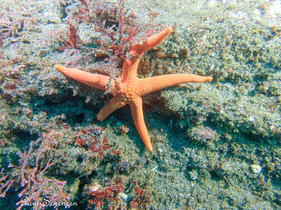 Certonardoa semiregularis_Japanese Orange Sea Star