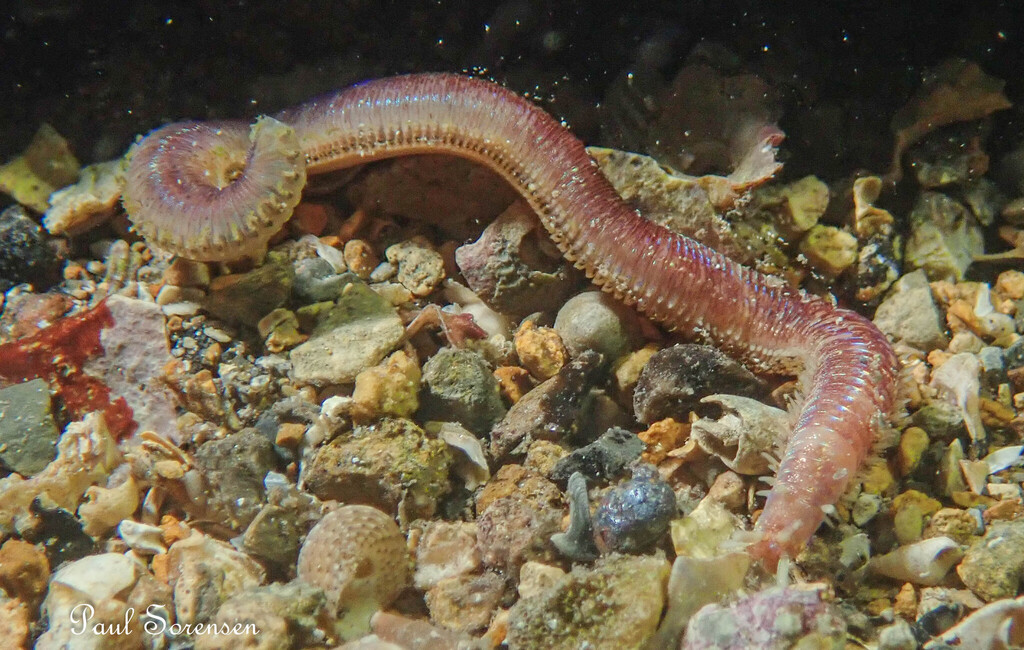 Chiridota_sp._Chiridota