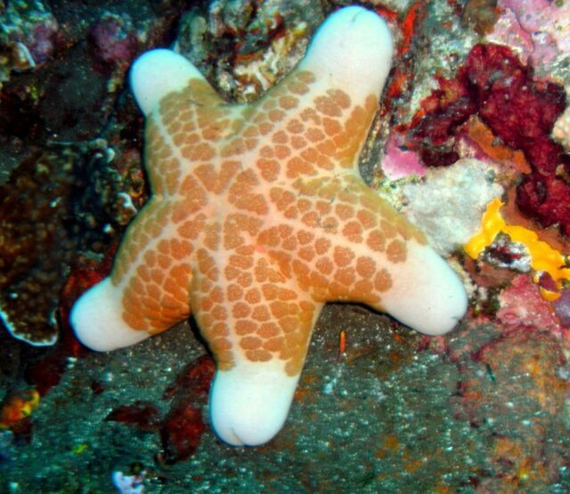 Choriaster_granulatus_Granulated_Sea_Star