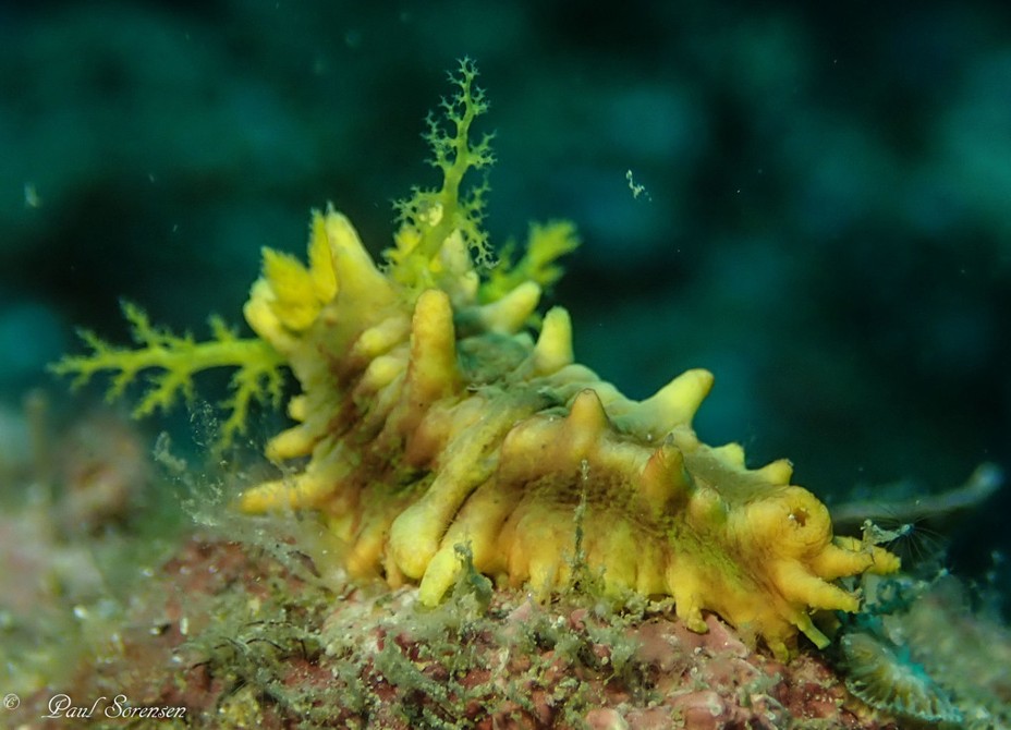 Colochirus_robustus_Yellow_Sea_Cucumber