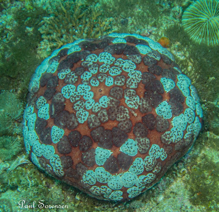 Culcita_novaeguineae_Pillow_Cusion_Star