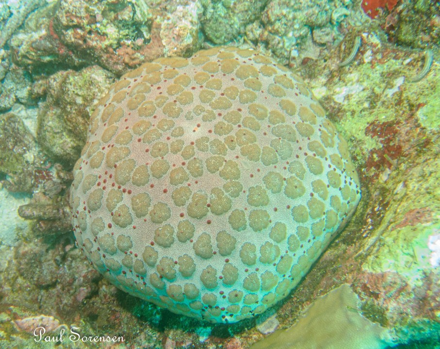 Culcita_schmideliana_Spiny_Cushion_Star