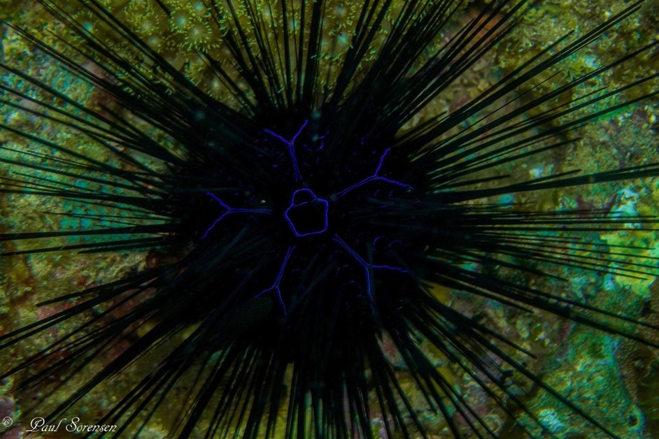 Diadema_savignyi_Savigny_sLongspineSeaUrchin