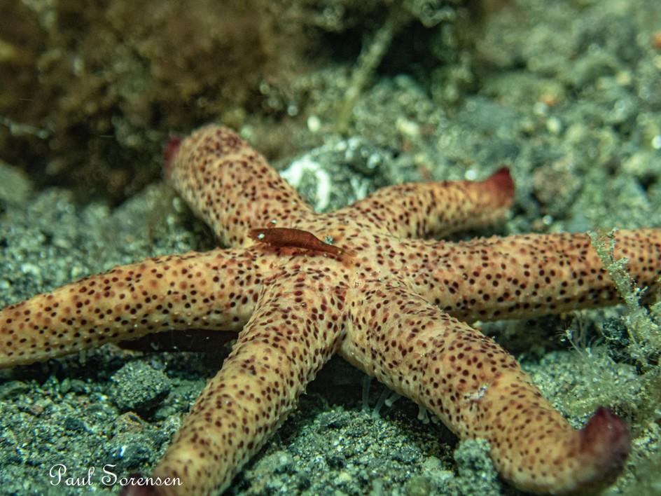 Echinaster luzonicus _ Luzon Sea Star