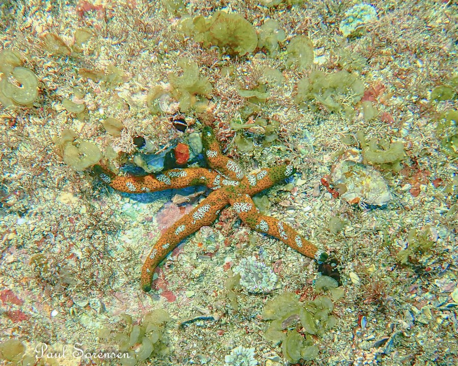 Echinaster sp._ Luzon Sea Star