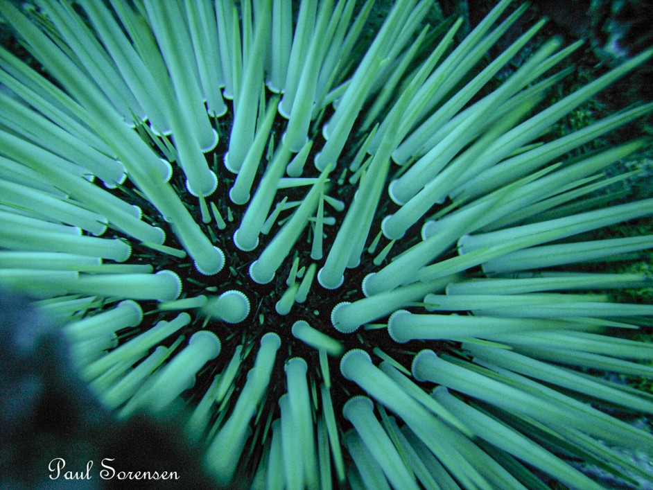 Echinometra_mathaei_IndoPacificRockBoringUrchin