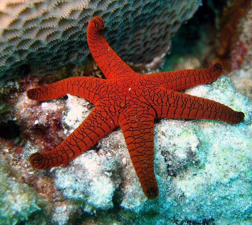 Fromia_indica_IndianSeaStar