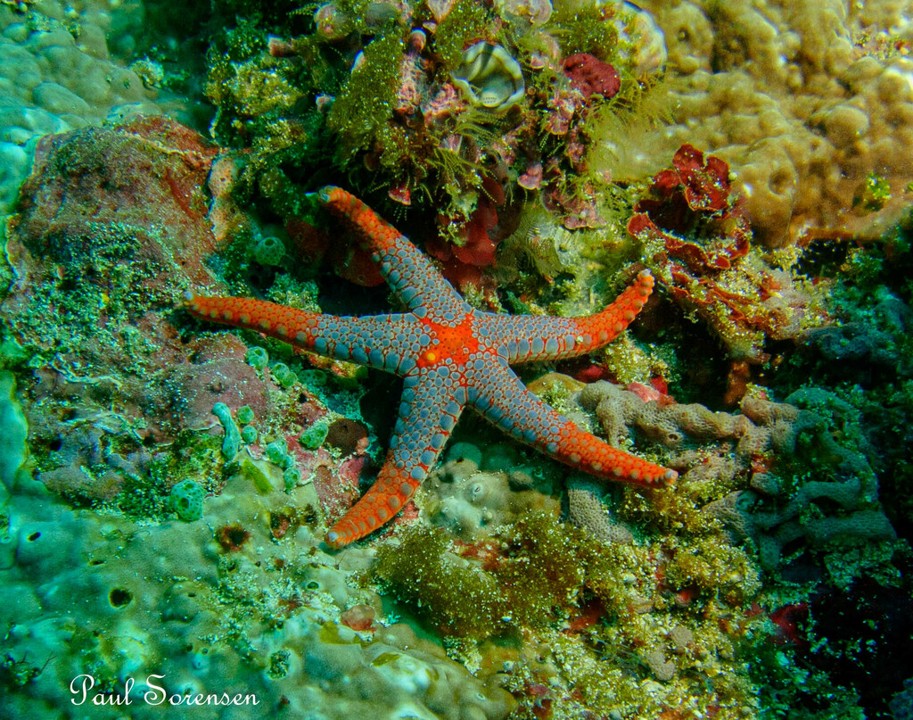 Fromia_monilis_Tiled_Sea_Star