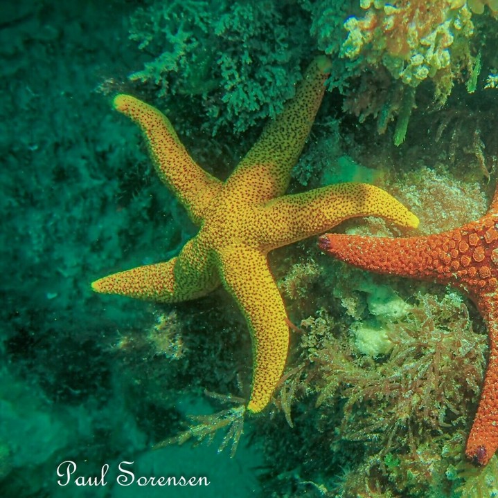 Fromia_polypora_ManyspottedSeastar