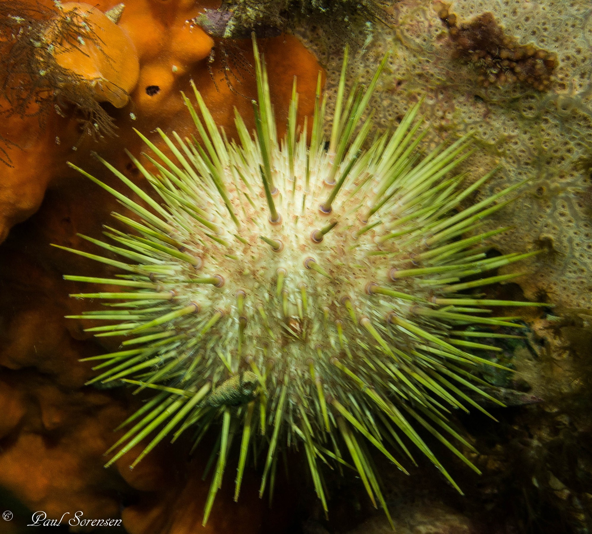 Heliocidaris_erythrogramma_WesternPacificPurpleSeaUrchin