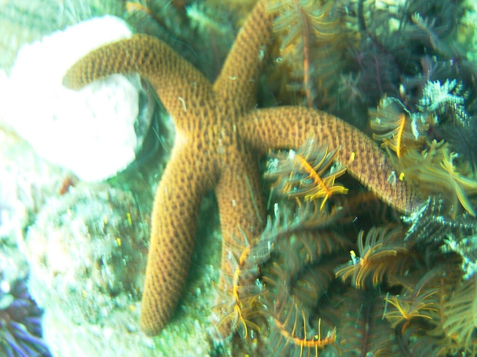 Henricia ornata _ Reticulated Sea Star