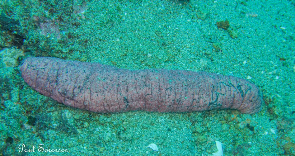 Holothuria (Halodeima) edulis_Pinkfish Sea Cucmuber