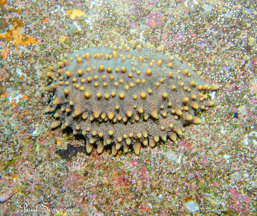 Isostichopus_fuscus_Brown_Sea_Cucumber
