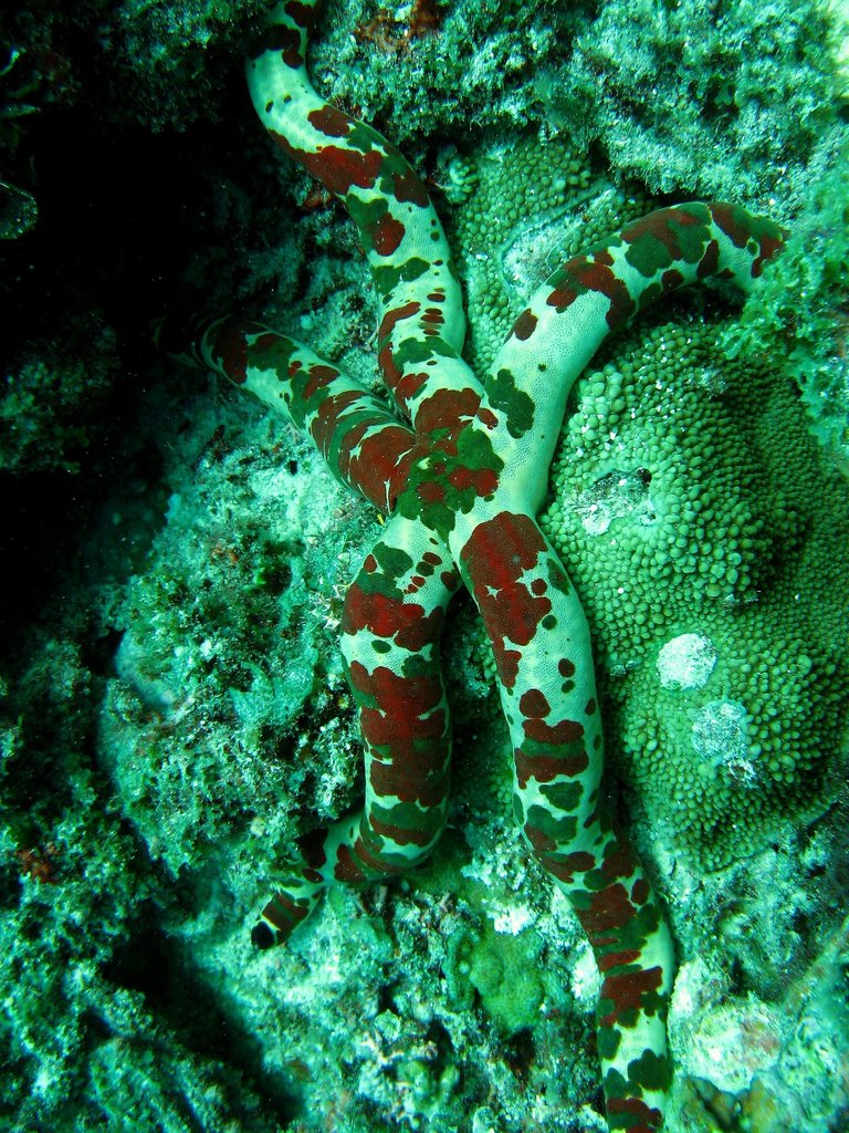 Leiaster_coriaceus__Velvety_Sea_Star