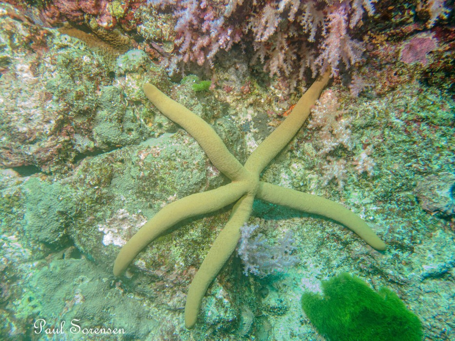 Linckia_guildingi_Guildings_Sea_Star