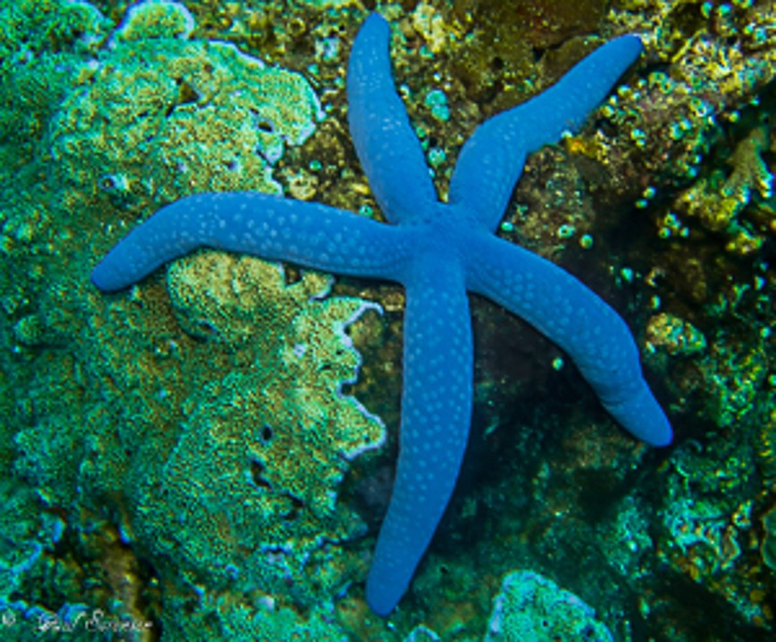 Linckia_laevigata_Blue_Linckia