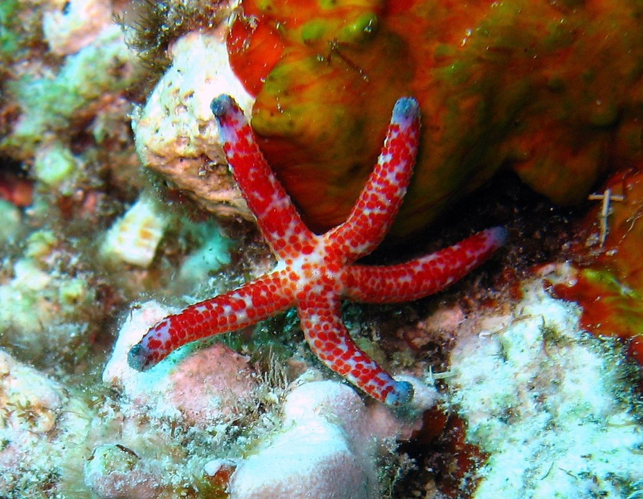 Linckia_multifora_Spotted_Linckia