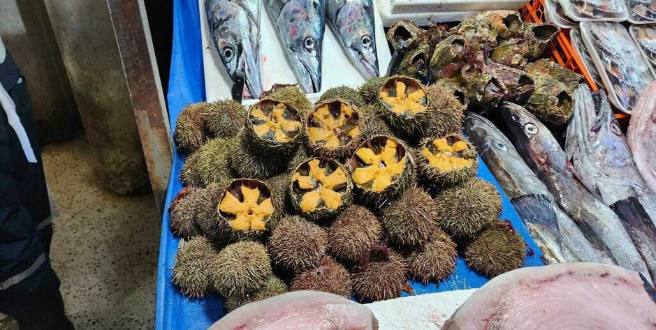 Loxechinus_albus_EdibleChileanSeaUrchin