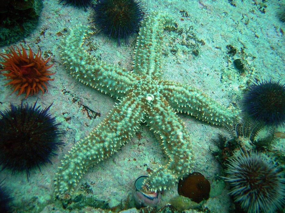 Marthasterias africana _ Spiny Starfish