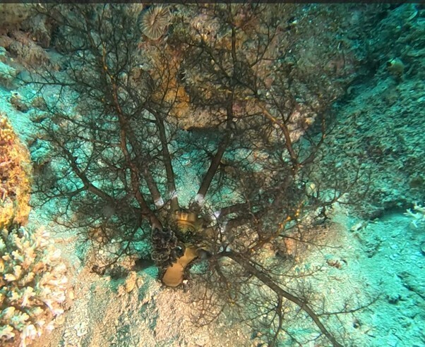 Massinium_magnum_Large_Burrowing_Sea_Cucumber