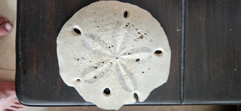 Mellitidae___Sand_Dollar___San_Pablo___Ecuador_