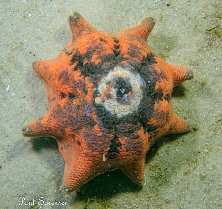 Meridiastra_calcar___Carpet_Sea_Star