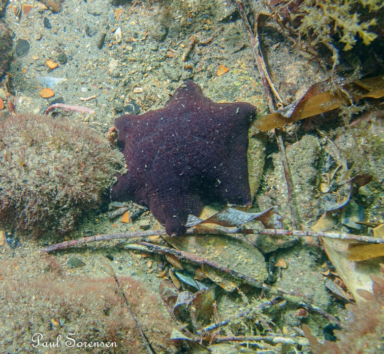 Meridiastra gunni_Gunns Six Armed Star