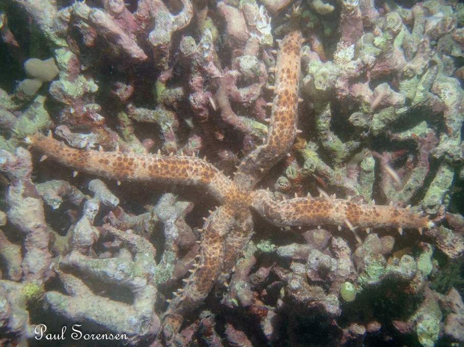 Mithrodia_clavigera__Old_Club_Sea_Star__Kimbe_Bay_PNG___20241018