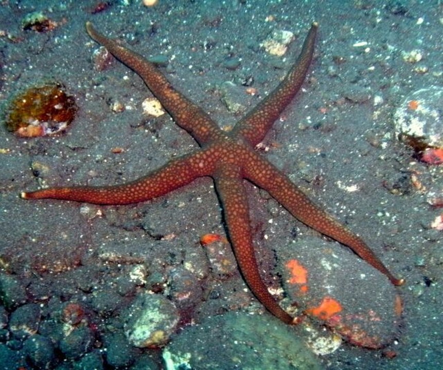 Nardoa_sp._Sea_Star