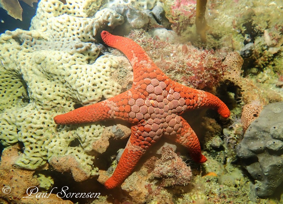 Nectria_ocellata_SpottedSeaStar