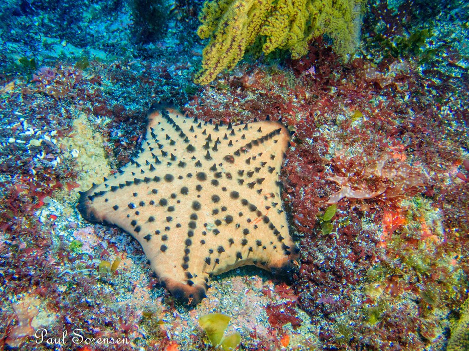 Nidorellia_armata_Chocolate_Chip_Sea_Star