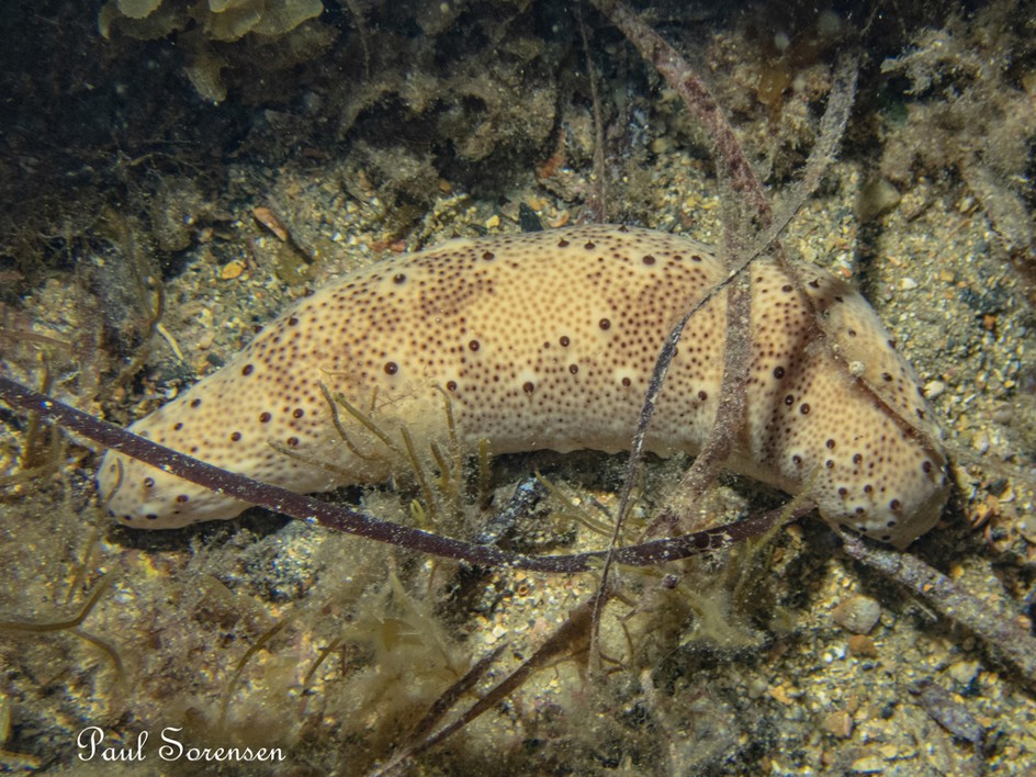 Notostichopus_ludwigi_Ludwigs_Sea_Cucumber