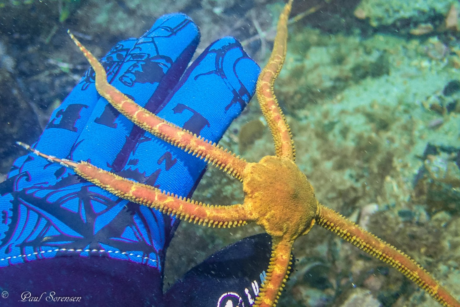 Ophiocentrus_pilosa_BrittleStar