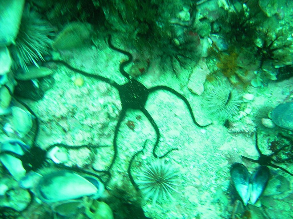 Ophioderma_wahlbergii_Serpent-skinned_Brittle_Star