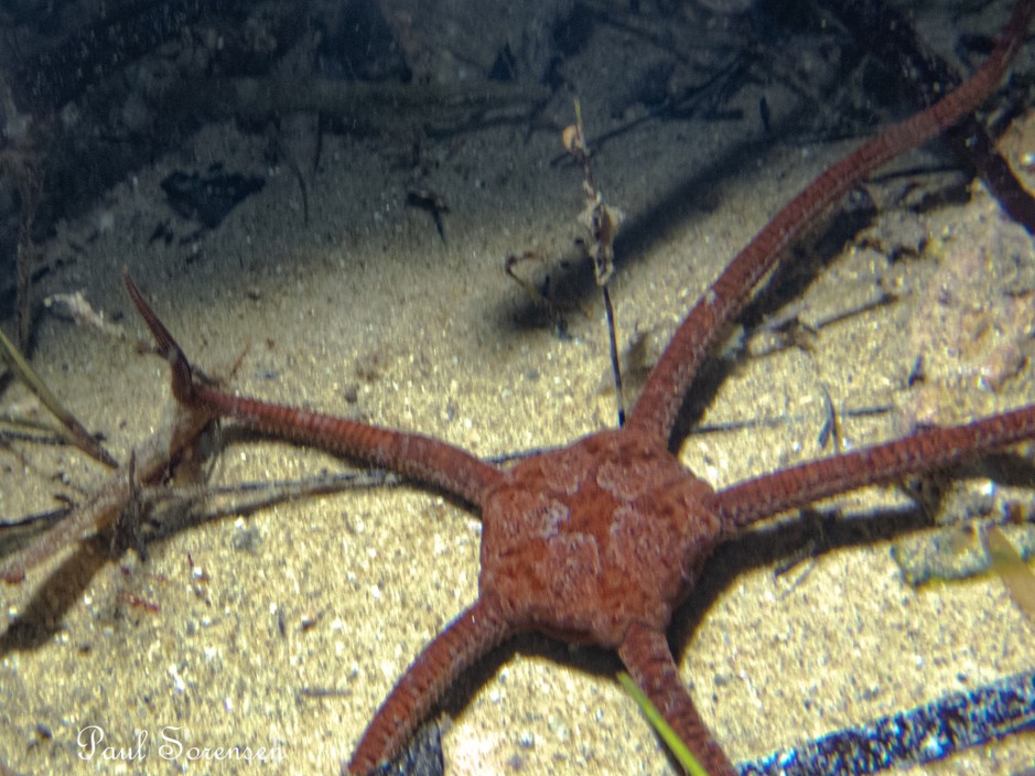 Ophiopsammus_assimlis_BrittleStars