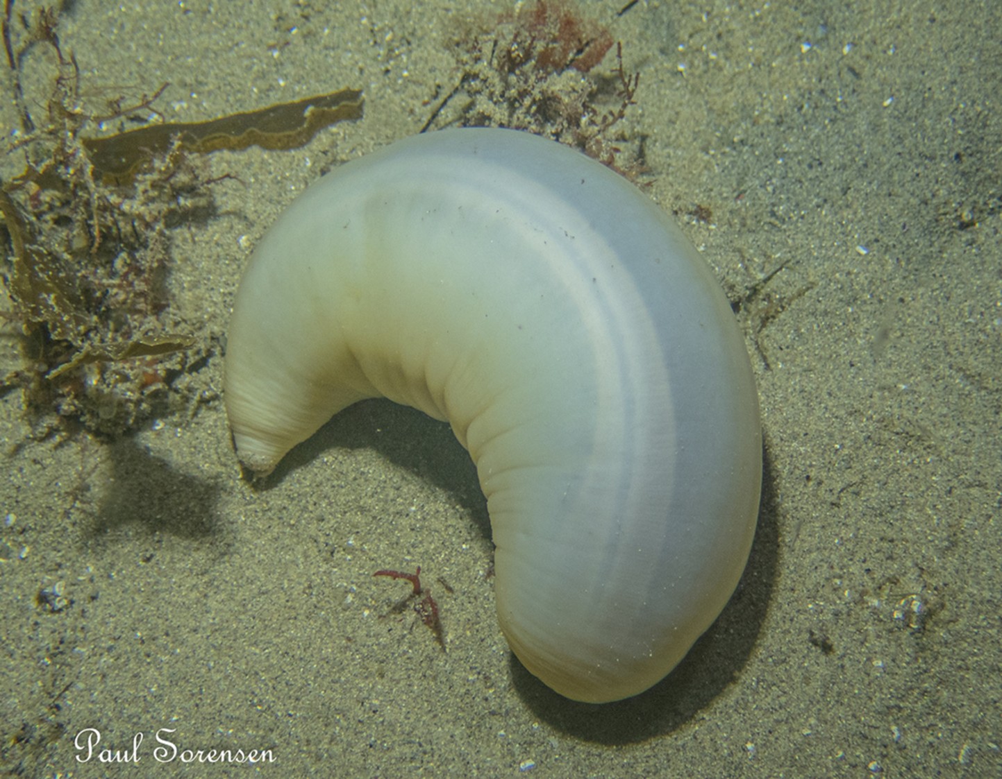 Paracaudina_bacillis_Sea_Cucumber