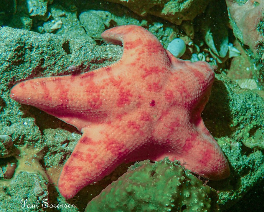 Paranepanthia grandis_Seastar