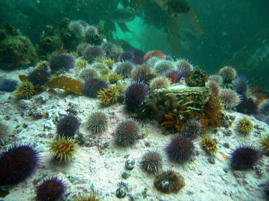 Parechinus_angulosus_CapeSeaUrchin